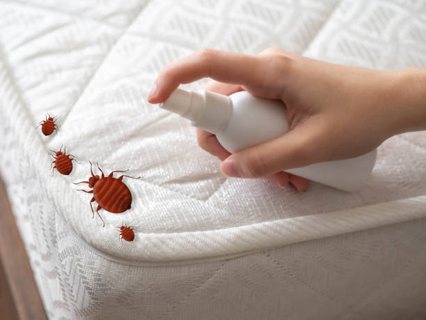 Best Mosquito Control Services  in Booneville, MS