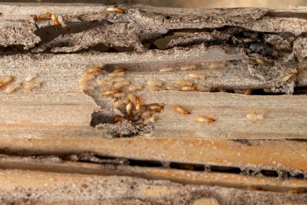 Best Wasp Removal Services  in Booneville, MS